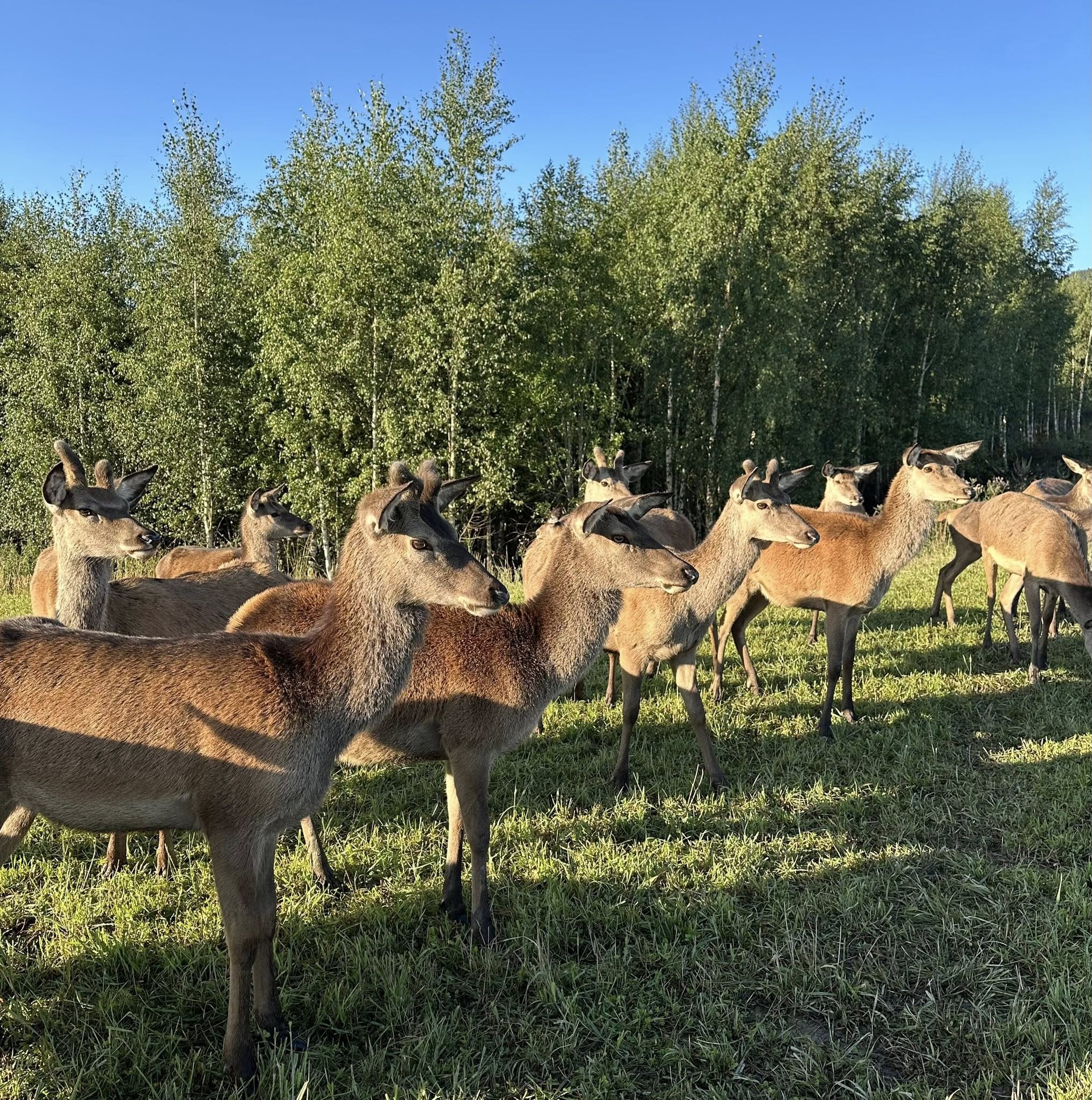 Hjorteflokk på beite