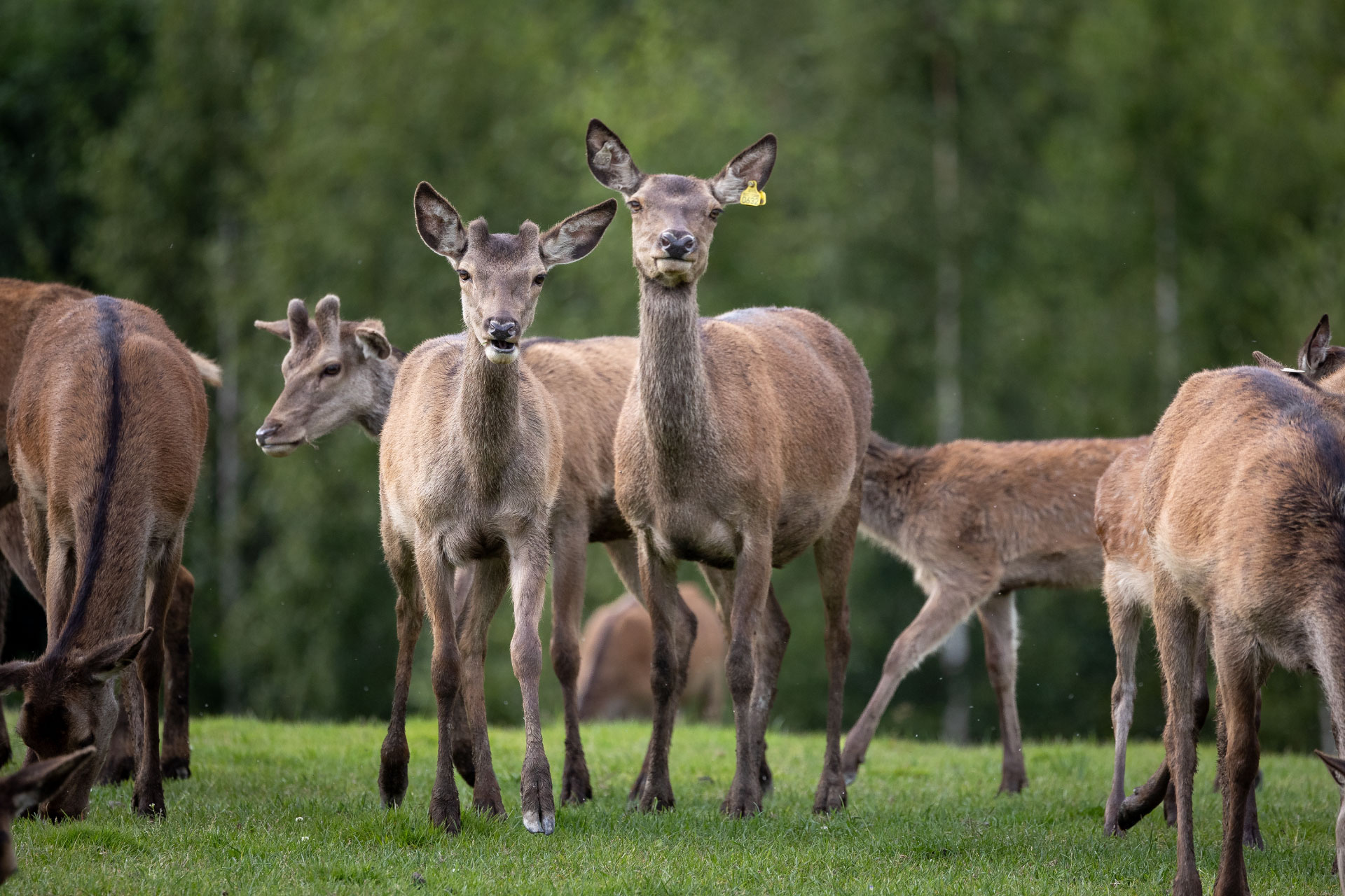 Flokk av hjort, to hjort ser rett mot deg